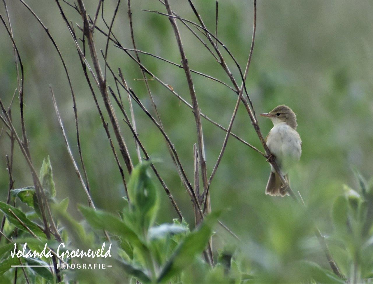 Kan de naam niet vinden van deze vogel